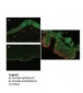 RBBP9 Antibody